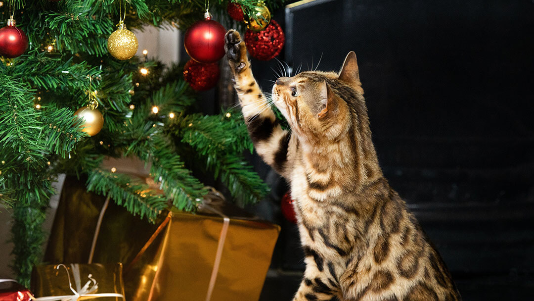 Christmas with the cats sales